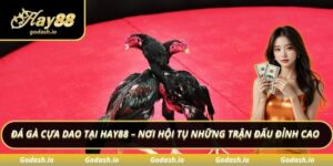 Đá gà cựa dao